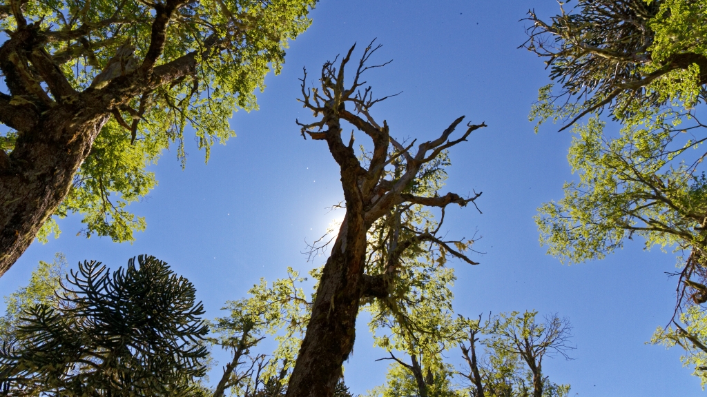 09 - Conguillio NP (12) -Sendero Sierra Nevada.jpg